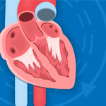 Illustration of the human heart with blood vessels, showing its chambers and major arteries against a blue background.
